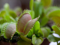 Dionaea muscipula, Venerina muholovka