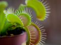 Dionaea muscipula, Venerina muholovka