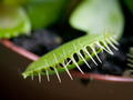 Dionaea muscipula, Venerina muholovka