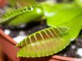 Dionaea muscipula, Venerina muholovka