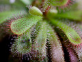 Drosera aliciae, širokolisna rosika