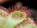 Drosera aliciae, širokolisna rosika