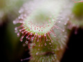 Drosera aliciae, širokolisna rosika