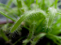 Drosera capensis, rosika