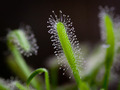 Drosera capensis, rosika