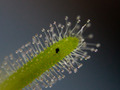 Drosera capensis, rosika