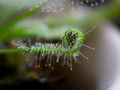 Drosera capensis, rosika