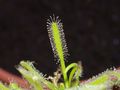 Drosera capensis, rosika