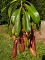 Nepenthes x ventrata, vrčasta mesožderka