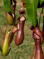 Nepenthes x ventrata, vrčasta mesožderka