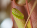 Nepenthes x ventrata, vrčasta mesožderka, mladi vrč