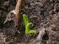 Nepenthes x ventrata, vrčasta mesožderka, mladi vrč