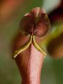 Nepenthes x ventrata, vrčasta mesožderka poklopac