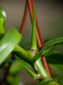 Nepenthes x ventrata, vrčasta mesožderka, pup