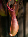 Nepenthes x ventrata, vrč