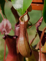 Nepenthes x ventrata, vrč