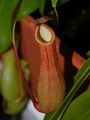 Nepenthes x ventrata, vrč