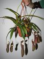 Nepenthes gracilima x ventricosa Rebecca Soper, vrčasta mesožderka