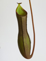 Vrč, Nepenthes gracilima x ventricosa Rebecca Soper