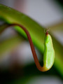 Nepenthes gracilima x ventricosa Rebecca Soper, vrčasta mesožderka