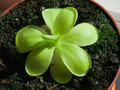 Pinguicula agnata x zecheri Tina, tustica