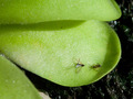 Pinguicula agnata x zecheri Tina, tustica