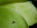 Pinguicula agnata x zecheri Tina, tustica