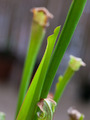 Sarracenia readii, cjevolovka