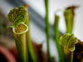 Sarracenia readii, cjevolovka