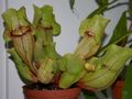 Sarracenia purpurea, cjevolovka