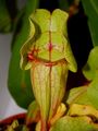 Sarracenia purpurea, cjevolovka