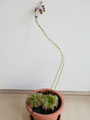 drosera_aliciae004.jpg