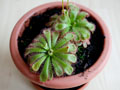 drosera_aliciae005.jpg