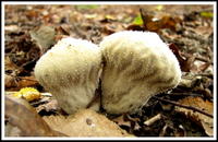 Lycoperdon perlatum mushroom gljiva puhara