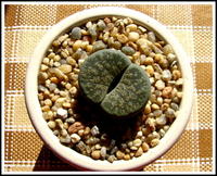 001.lithops