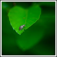 001.curculio + vitis