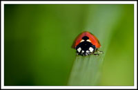 Coccinella septempunctata, božja ovčica, sedamtočkasta bubamara