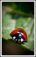 Coccinella septempunctata, božja ovčica, sedamtočkasta bubamara