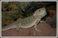 001.Pogona