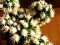 Mammilaria gracilis