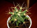Ferocactus sp.