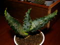 Aloe ferox