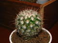 Mammilaria sp.
