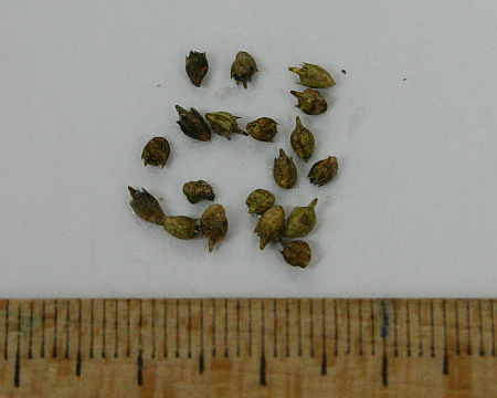 Атлас сорных растений с фото семян
