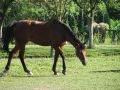 Dorat
