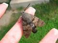 Macroglossum stellatarum