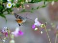 Macroglossum stellatarum