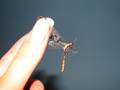 Myrmeleon