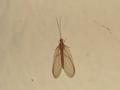 Neuroptera, mrežokrilci