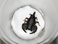 Euscorpius italicus